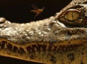 Одесский зоопарк заверяет, что не кормит крокодилов кошками