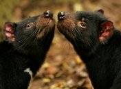 Ученые нашли способ защитить тасманских дьяволов от заразного рака