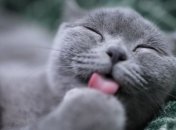 Шкодники, "решалы" и хвостатые аристократы: самые смешные мемы и картинки с котами за неделю (фото, видео)