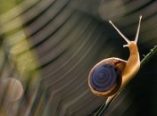 Власти Австралии испугались гигантской улитки