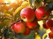 Яблони – это настоящие королевы наших садов