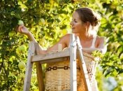 Ученые: Изменения климата сказываются на урожае 