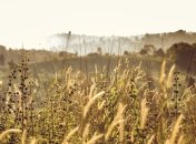 Вам знадобиться тільки оцет та сіль