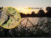 Чтобы разглядеть в очертаниях водоема девушку, нужно включить воображение