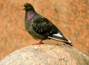 Бизнесмен приобрел голубя за $400 тысяч