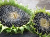 Медики рассказали, какая польза от семечек подсолнуха