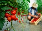 У "наддержави" проблеми навіть з найнеобхіднішим: у головних аграрних областях РФ дефіцит насіння