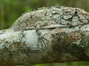 Обнаружен новый вид ящериц в Доминиканской Республике 