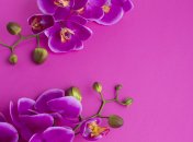 Орхідеї здатні впливати на ваше життя