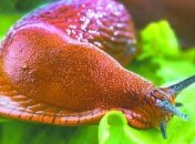 С повышением температуры слизни становятся активными