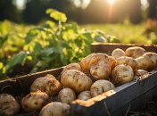 Хорошая подкормка творит чудеса