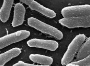 В человеческих клетках нашли гены грибов и вирусов