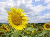 Самые популярные товары, которые экспортирует Украина