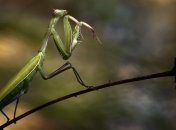 Эксперты предлагают способ, как решить проблему голода на Земле