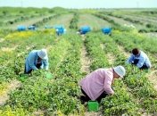 Польша ослабила карантин для сезонных рабочих из Украины