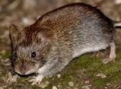 Ученые доказали, что вибрация способна заменять силовые нагрузки 