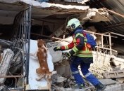 Во время войны к волонтерству присоединяются даже домашние питомцы