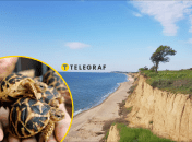 Какого редкого пресмыкающегося увидели на Одесщине