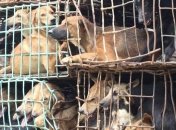 В китайские рестораны продавали краденых собак