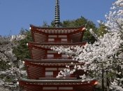 В Японии из-за коронавируса отменили фестиваль сакуры