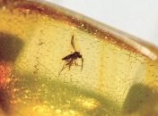 В бирманском янтаре нашли необычное застывшее насекомое (Фото)