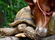 Забавная дружба черепахи и теленка 