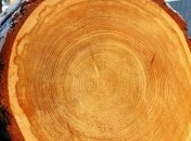 Ученые создали пуленепробиваемый материал из древесины