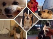 Песики точно знают, как улучшить своему человеку настроение