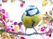 Первый день весны: красивые поздравления в прозе и открытки