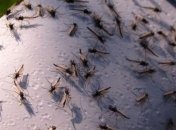 Ученые выяснили, какие комары являются основными переносчиками вируса Зика