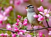 Узнайте, какой месяц этой весной станет для вас счастливым