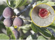 Инжир любит тепло и солнце