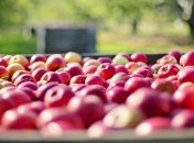 Индия стала лидером по покупке украинской агропродукции и ряда продуктов