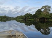 В лесах Амазонии нашли самое высокое дерево