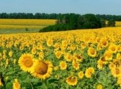 Украина вошла в топ-10 экспортеров пищевой продукции в Евросоюз