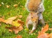 День Авраама Затворника отмечается в 2023 году 29 октября (ранее 11 ноября)