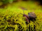Улитки и слизни доставляют дачникам массу неудобств