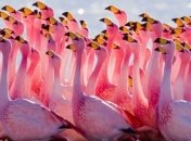 На Сиваш вернулись уникальные птицы 