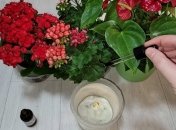 Подкармливать домашние цветы - это обязательная процедура