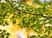 Киев через тендер закупит деревья на 4,3 млн