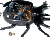 Жуки-микромашины от австралийского дизайнера (Фото)