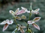 Какой будет погода на этой неделе