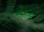 От комаров спасет лимонное дерево