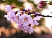 Прогноз погоды на 27 апреля: синоптики обещают потепление до +24