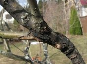 Дерево, больное черным раком