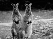 Бренд Versace отказался от использования шкур кенгуру