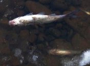 Прокуратура спасла всю рыбу в реке