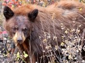 Британские ученые опровергли существование йети