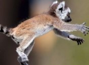 Конкуренция за выживание