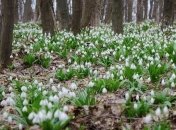 Прогноз погоды на ближайшие дни: небольшие дожди и до 12° тепла